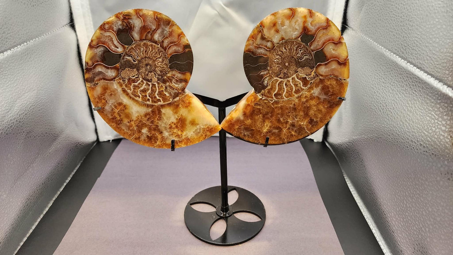 Super Unique! Polished Natural carbonized ammonite fossil specimen from Madagascar. (Stand included)
