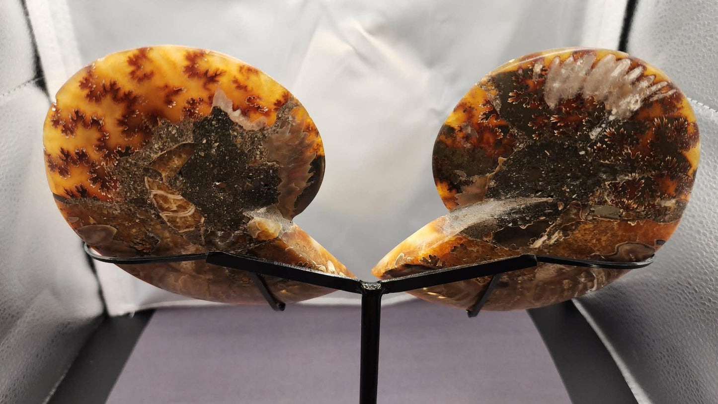 Super Unique! Polished Natural carbonized ammonite fossil specimen from Madagascar. (Stand included)