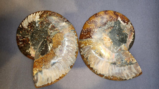 Super Unique! Polished Natural carbonized ammonite fossil specimen from Madagascar. (Stand included)