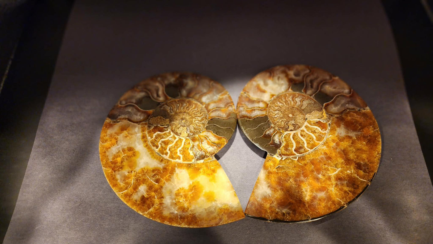 Super Unique! Polished Natural carbonized ammonite fossil specimen from Madagascar. (Stand included)