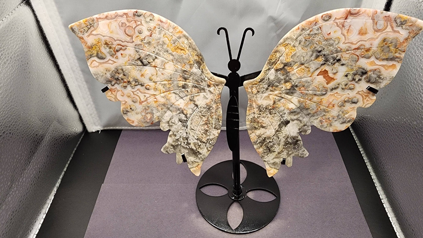 Butterfly Wings