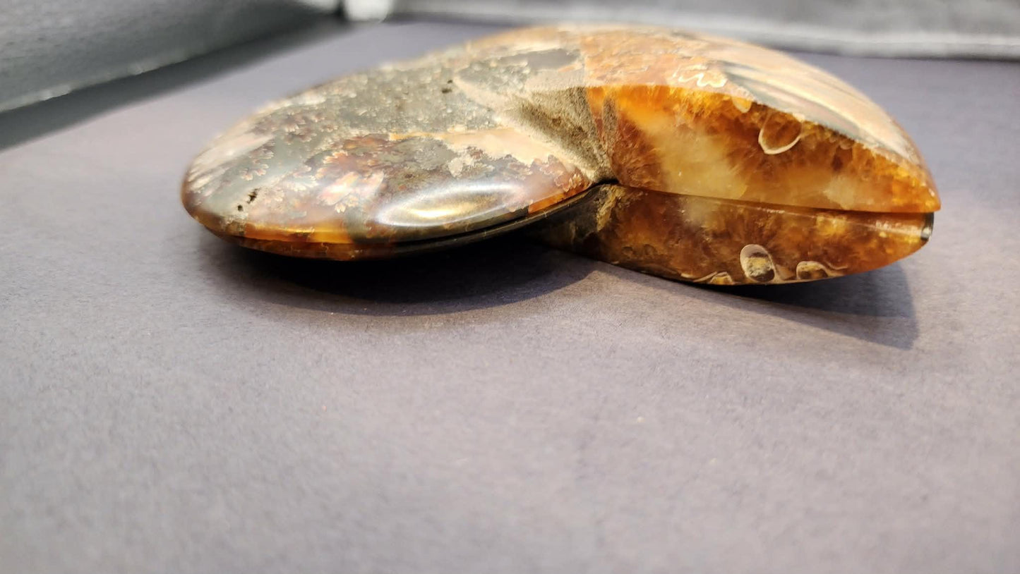 Super Unique! Polished Natural carbonized ammonite fossil specimen from Madagascar. (Stand included)
