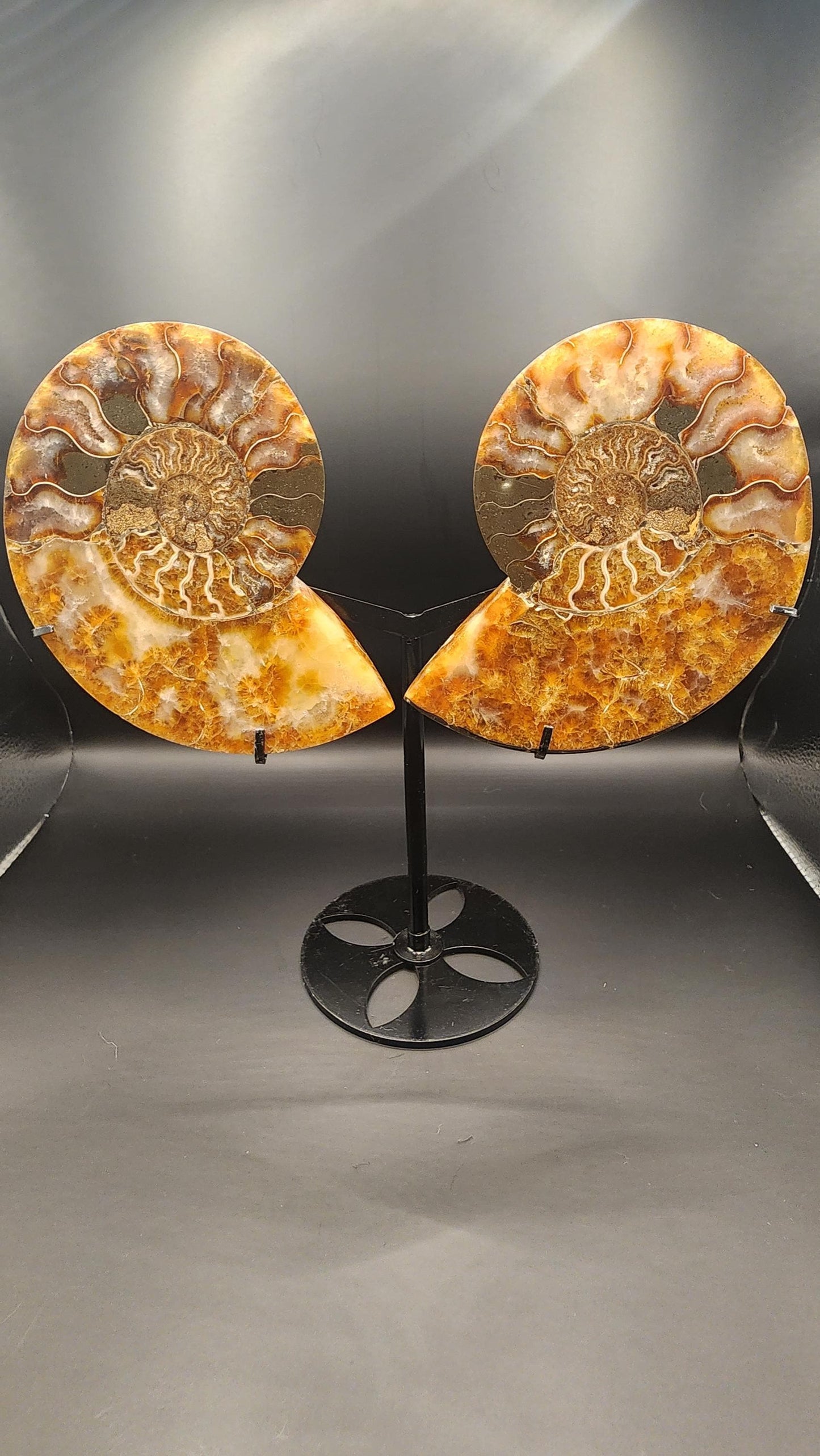 Super Unique! Polished Natural carbonized ammonite fossil specimen from Madagascar. (Stand included)