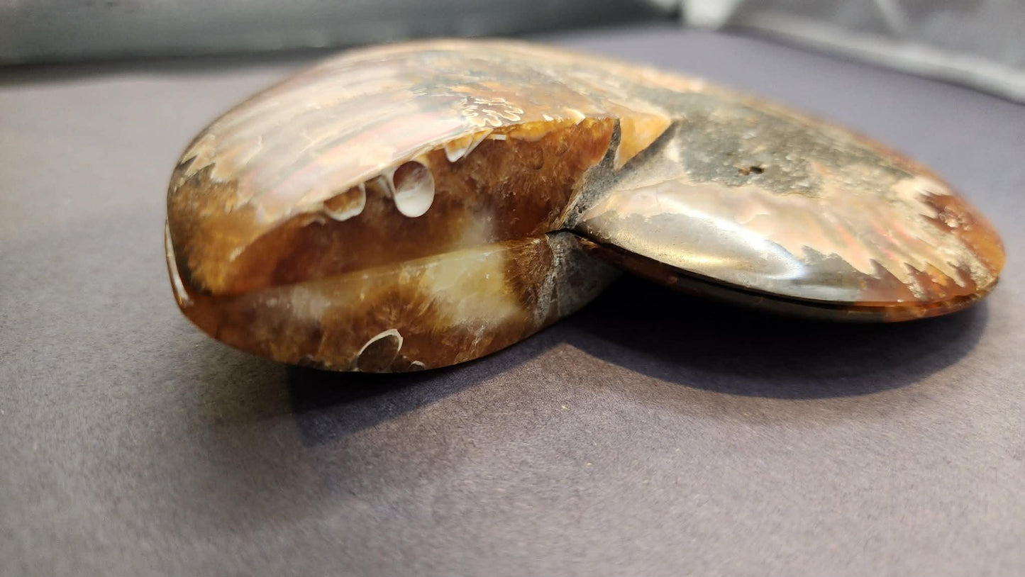 Super Unique! Polished Natural carbonized ammonite fossil specimen from Madagascar. (Stand included)